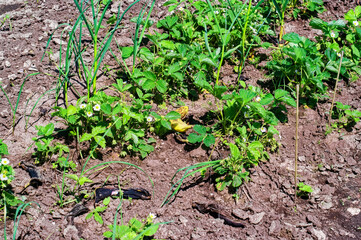 strawberry bushes on the bed