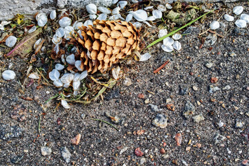 a fir cone lies on the asphalt