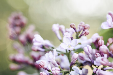 Macro of purple lilac flowers. blurred background with lilac delicate flowers.  Lilac blooms background, shallow focus, copy space