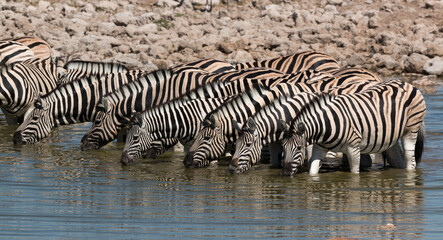 Fototapeta na wymiar zebra herd drinking at okuakuejo waterhole namibia at midday