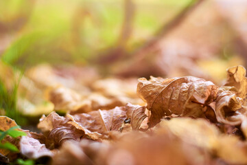 View of fallen dry autumn leaves on grass under soft golden sunlight, serene morning scene with orange and yellow fall colours and blurry background.