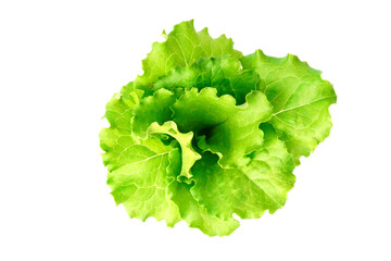 lettuce leaf isolated on white background. fresh green salad,