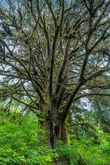 Fototapeta na wymiar A huge moss covered spruce tree in the Oregon coast hills east of Yachats