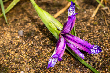 Blüte einer Gras-schwertlilie (iris graminea) © Bruno Mader