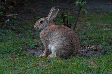 gray rabbit on the lawn