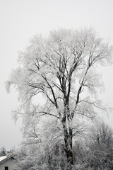 Duże samotne drzewo oszronione gałęzie zimowa sceneria	
