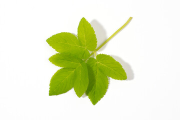 Goutweed leaf isolated on white background.