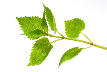 Nettle (Urtica Dioica) isolated on white background.