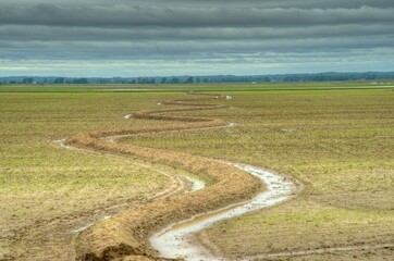 Naklejka premium Rice field leve pattern 1