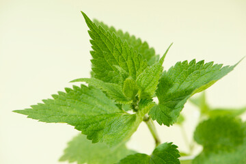 Nettle (Urtica Dioica) close up isolated on light background.