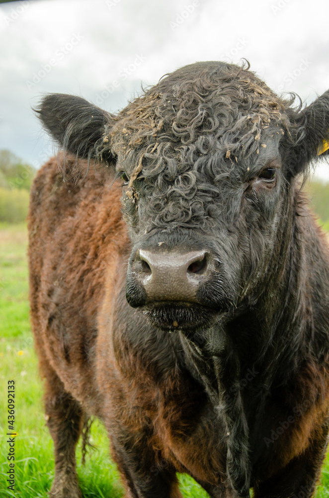 Sticker portrait of an adorable brown galloway standing in the green field under a cloudy sky