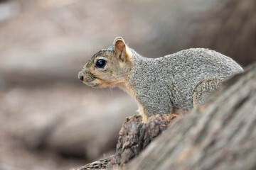 Naklejka na ściany i meble squirrel wildlife Texas New Braunfels