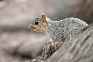 Fotobehang squirrel wildlife  Texas  New Braunfels © KWade