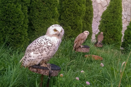 three tied birds of prey sit on a background of green grass - Powered by Adobe