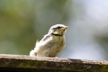 Blue Tit Fledgling
