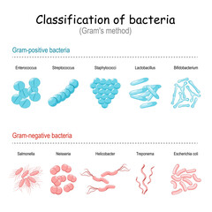 Classification of bacteria - obrazy, fototapety, plakaty