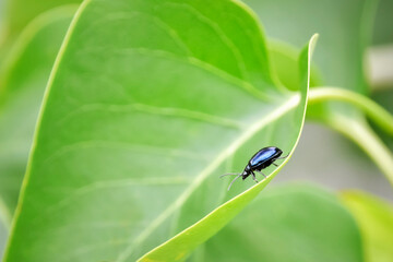 Alder leaf beetle (Agelastica alni) metallic blue insect walking on the edge of a beautifully curved green leaf