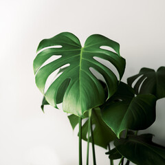 monstera on white background