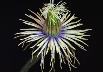 Clematis Central flower parts