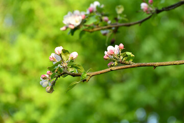 gałązka kwitnącej jabłoni