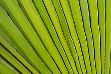 palm tree green fresh leaf textured background. Tropical summer green background