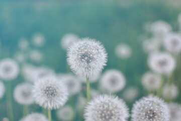 White, faded dandelions on a blurred green natural background. Selective focus, close-up. Filter effect. Spring or summer background.