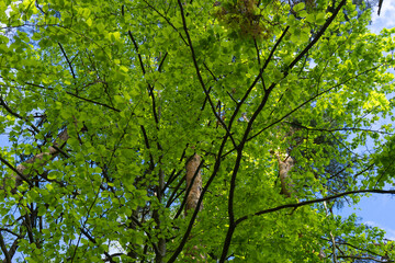 Forest trees with green leaves and sunlight background.