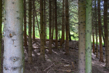 Forest trees in spring with clearing in background.