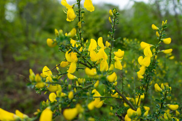 Bush with yellow flowers near a clearing.