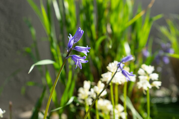 Spring flowerbed with white and yellow flowers.