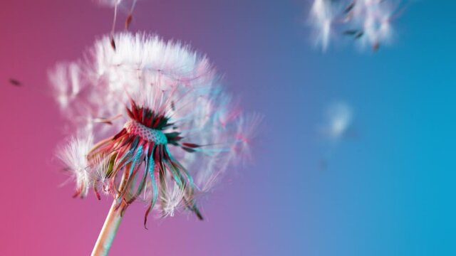 Super Slow Motion Of Bloomed Dandelion Illuminated By Neon Lights. Filmed On High Speed Cinema Camera, 1000 Fps.