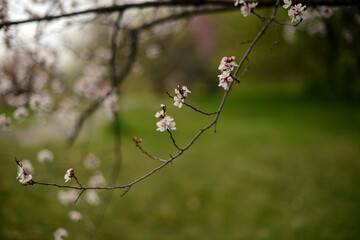 tree branches with spring blossoms