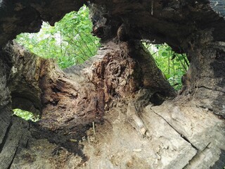 rotten tree whole