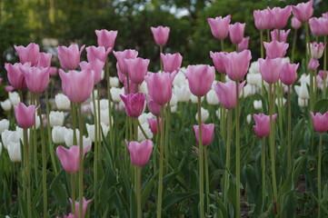 tulips in spring