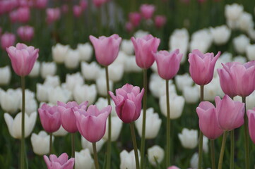 pink tulips in the garden