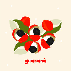 Guarana, fruit from the Amazon. Seeds and leaves. Handmade vector illustration. Original in Brazil, Peru, Colombia and Venezuela. Red Green. Drawing, Brazilian culture.