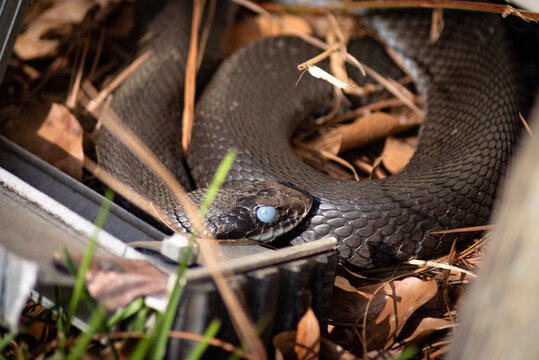 Eastern Hognose snake "in blue" getting prepared to shed it's old skin