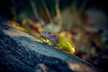 European green lizard basking on rock