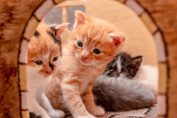 Little kittens in their cat house