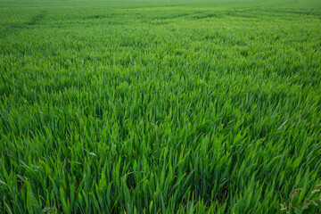 Outdoor sunny landscape view over grass, rice, meadow, wheat or barley agricultural field. Natural greenery green background. Growth rice field.
