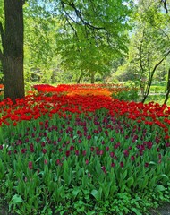 Colorful tulips bloom in the park