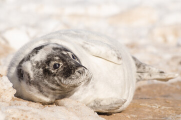A new born white grey seal baby relaxing at the beach, Ventpils, Latvia.