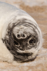 A new born white grey seal baby relaxing at the beach, Ventpils, Latvia.