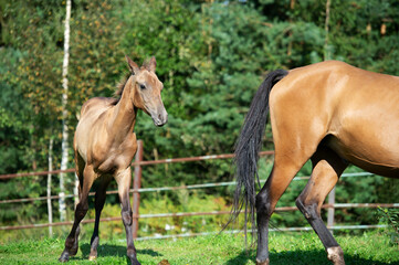 Naklejka na ściany i meble purebred akhalteke dam with foal posing in grass paddock