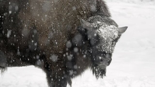Slow Motion Lockdown Of A Bison Standing In A Snow Storm As It Turns Its Head And Looks Straight Into The Camera, With A White Winter Background - Erfurt, Germany