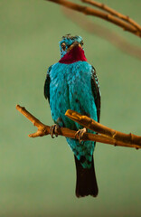 Obraz premium Spangled cotinga sitting on tree branch (Cotinga cayana). South America