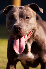 Close up of Pitbull dog looking into the lens. Pit bull playing in the dog park. Selective focus.