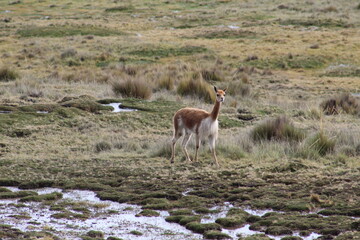Vicuña en campo 
vicuña