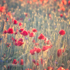 Obraz premium Red poppy flowers in the wheat field in sunset light, natural outdoor background