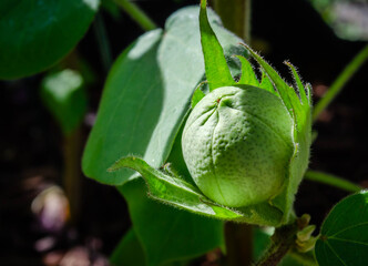 A green cotton boll before opening on the plant
